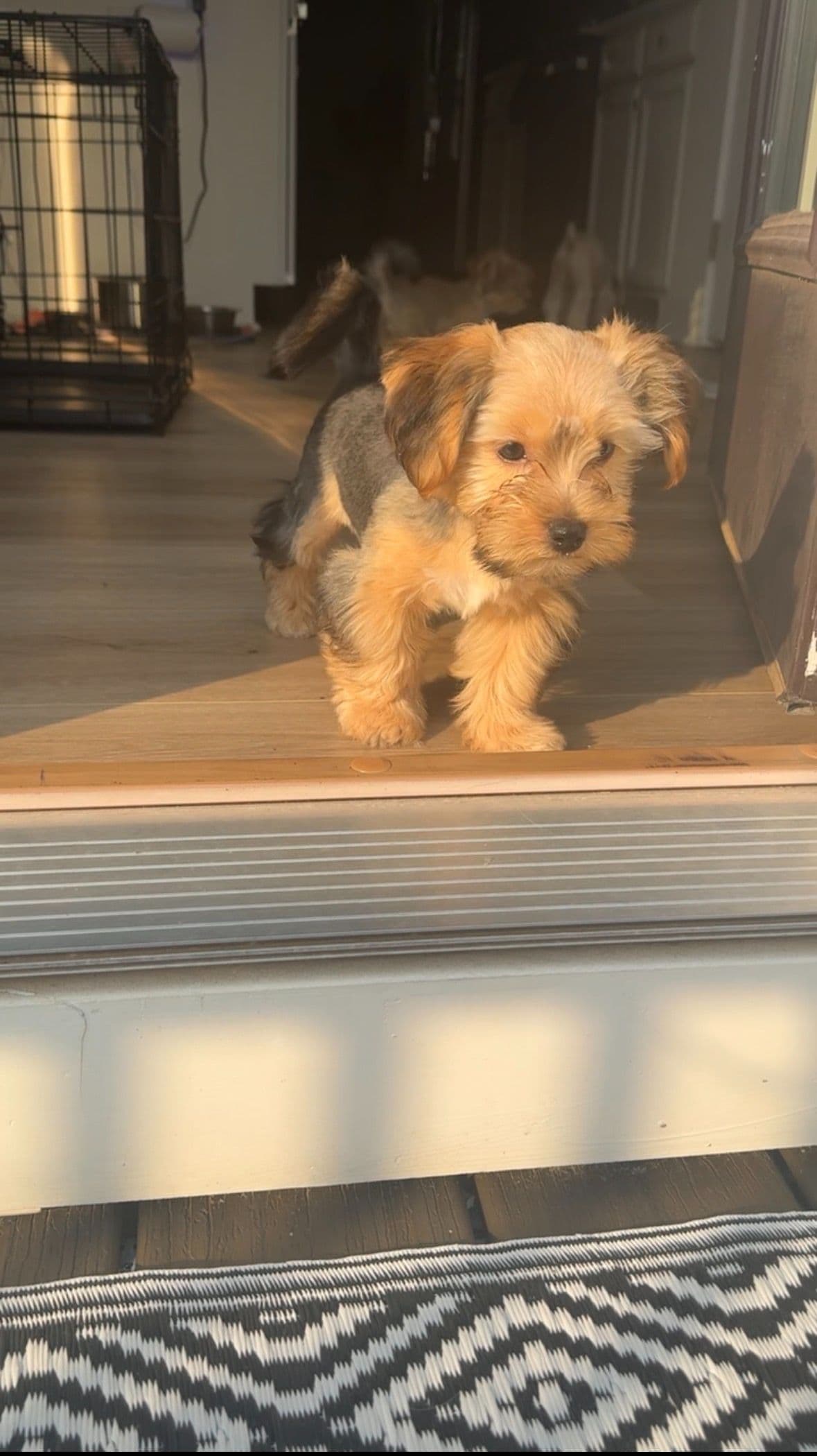 Male Parti Yorkie Puppy Available breeder image 7