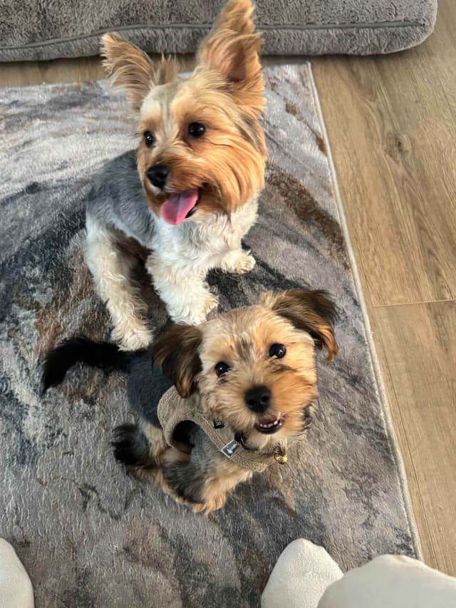 Male Parti Yorkie Puppy Available media 3