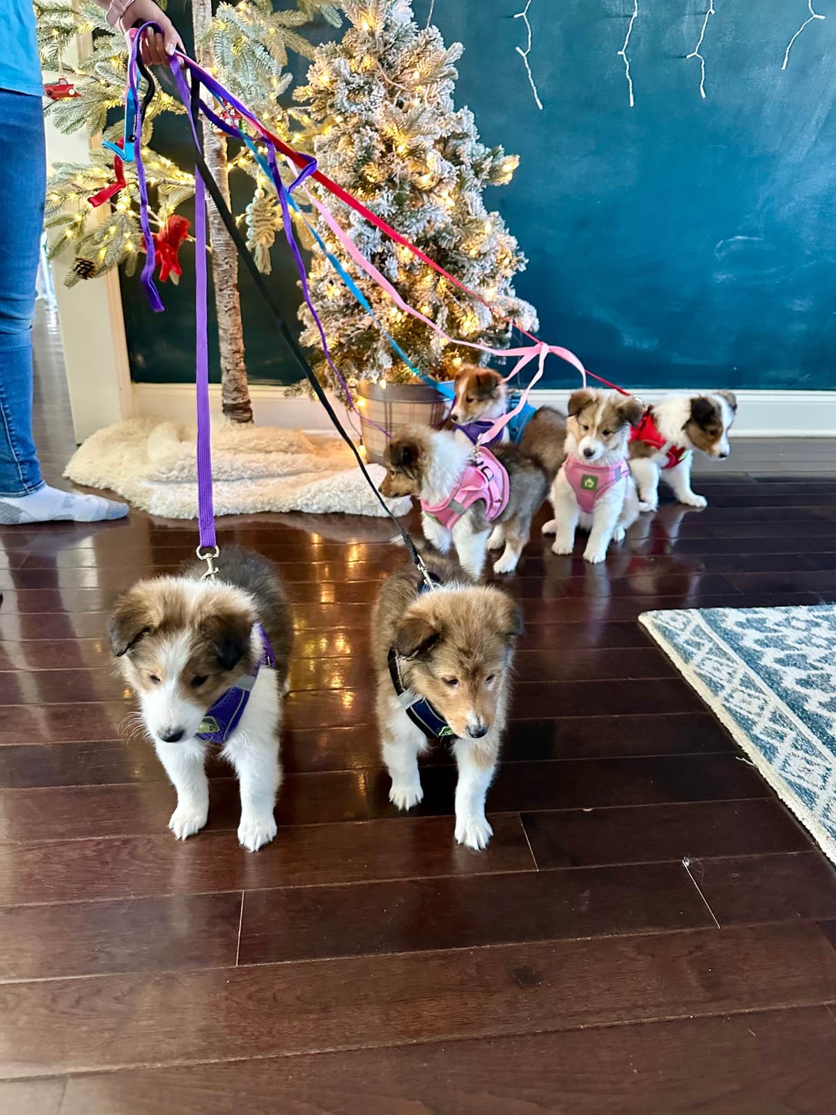 Shetland Sheepdog Puppies breeder image 2