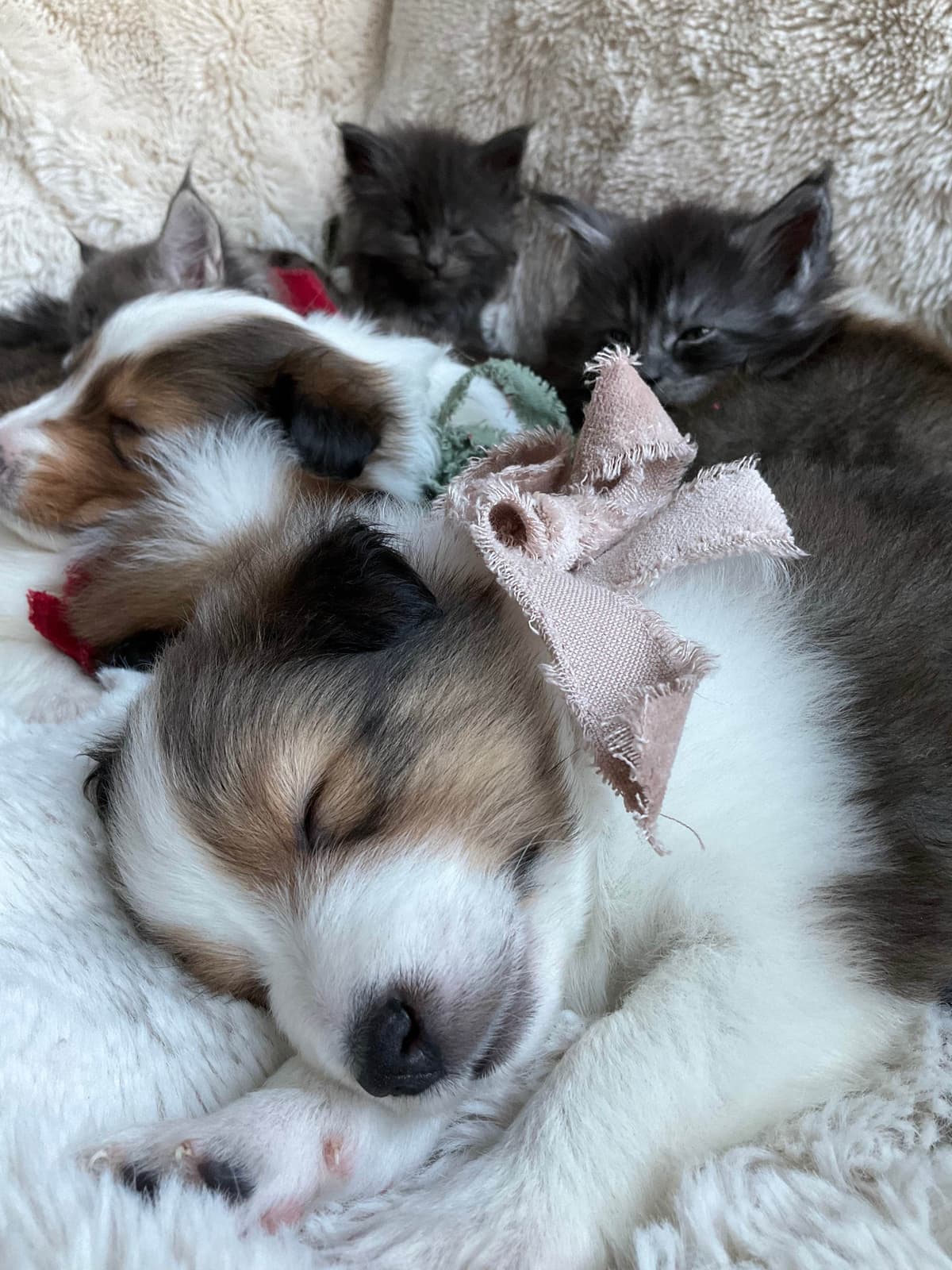 Shetland Sheepdog Puppies breeder image 3