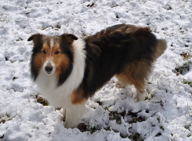 Shetland Sheepdog Puppies media 5