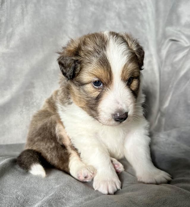 Shetland Sheepdog Puppies media 3