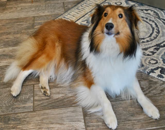 Shetland Sheepdog Puppies media 6