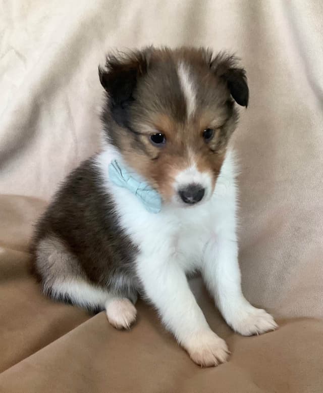 Shetland Sheepdog Puppies media 2