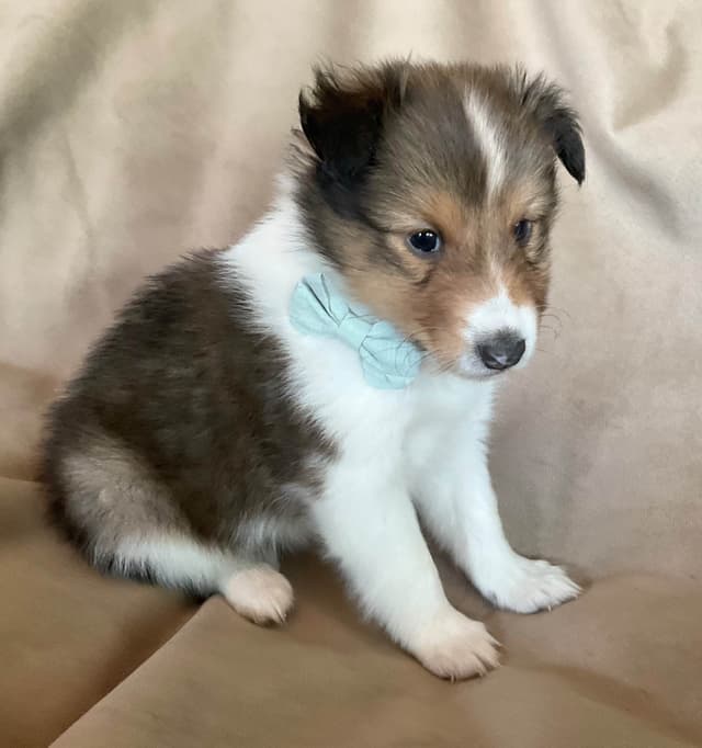 Shetland Sheepdog Puppies media 8
