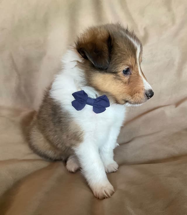 Shetland Sheepdog Puppies media 9