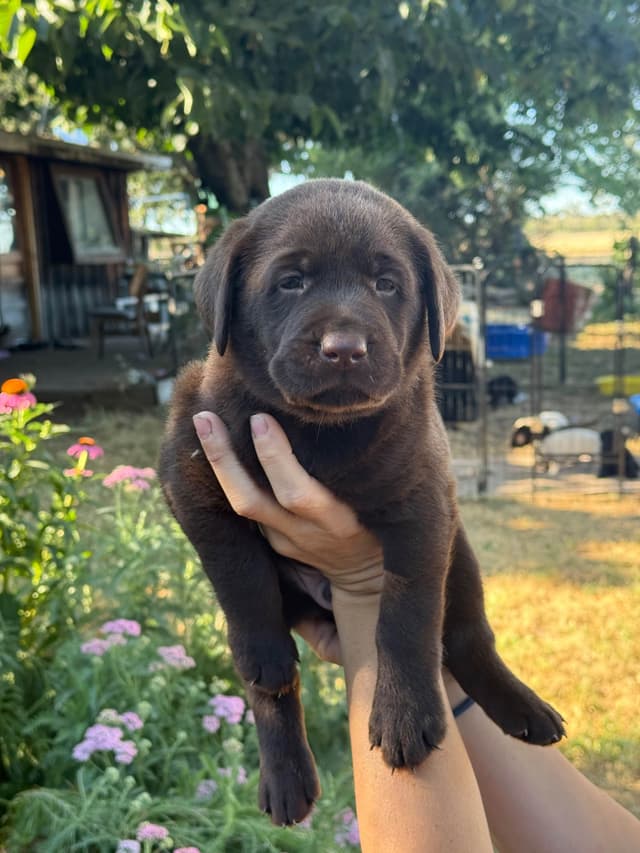 Labrador Retriever Puppies media 3