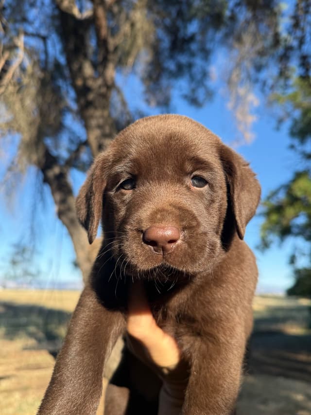 Labrador Retriever Puppies media 4