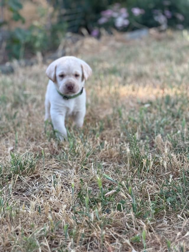 Labrador Retriever Puppies media 5