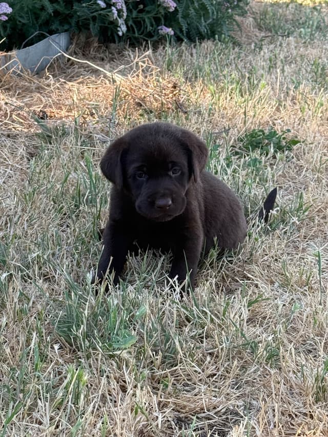 Labrador Retriever Puppies media 6