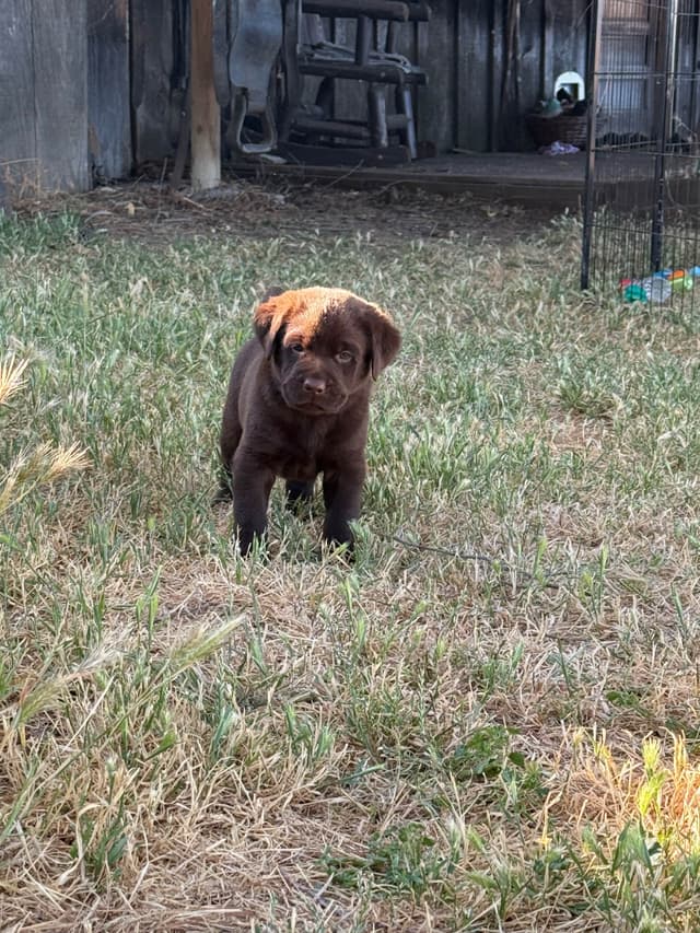 Labrador Retriever Puppies media 7