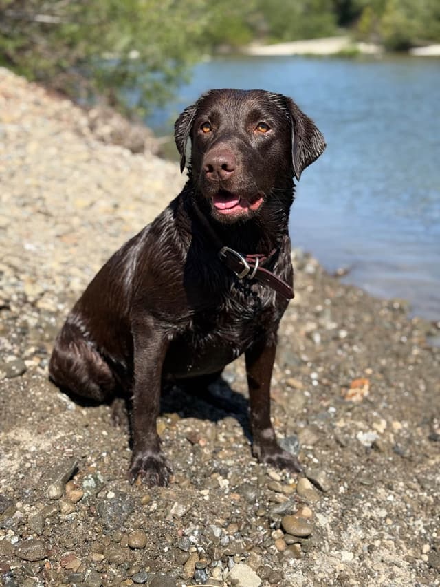 Labrador Retriever Puppies media 8