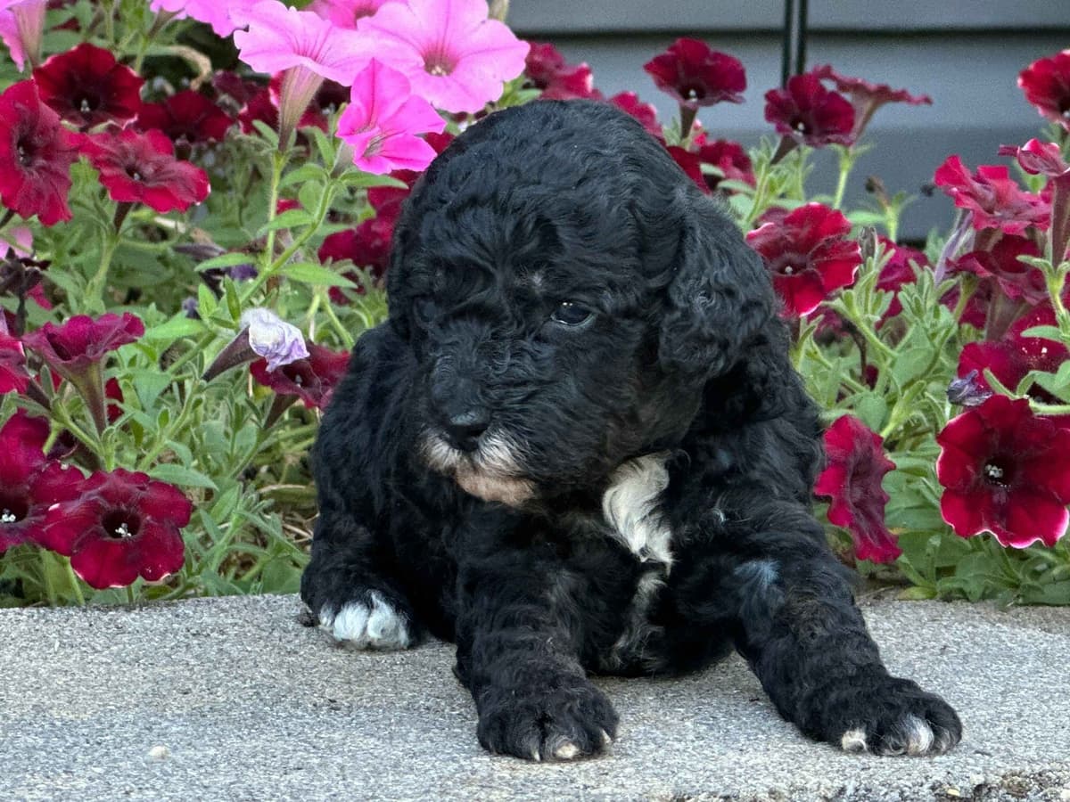 Poodle Puppies AKC Miniature breeder image 1
