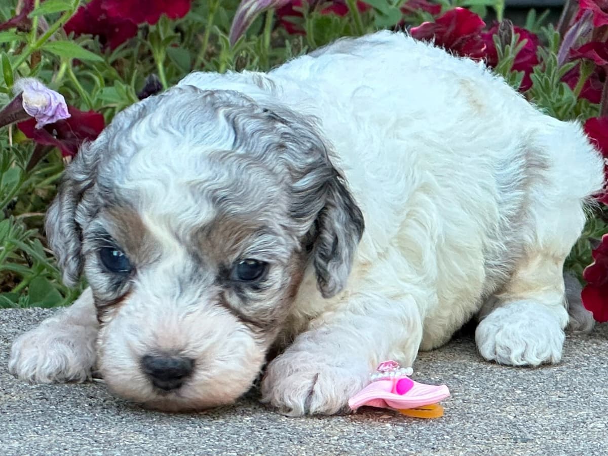 Poodle Puppies AKC Miniature breeder image 2