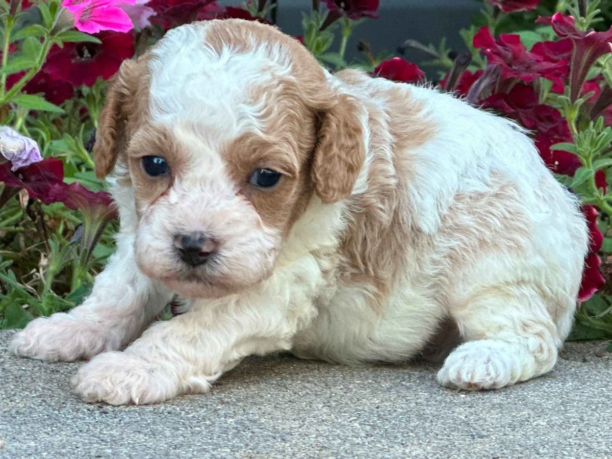 Poodle Puppies AKC Miniature breeder image 3