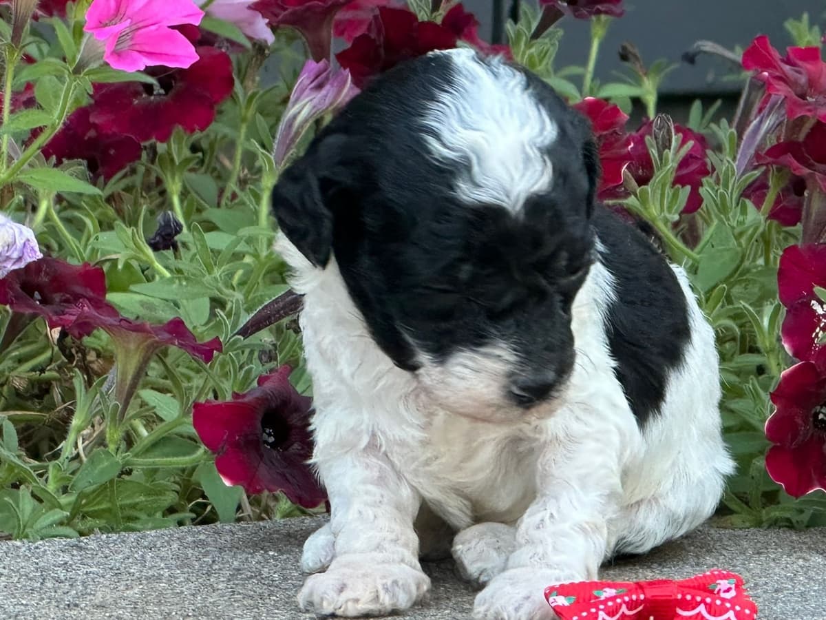 Poodle Puppies AKC Miniature breeder image 4