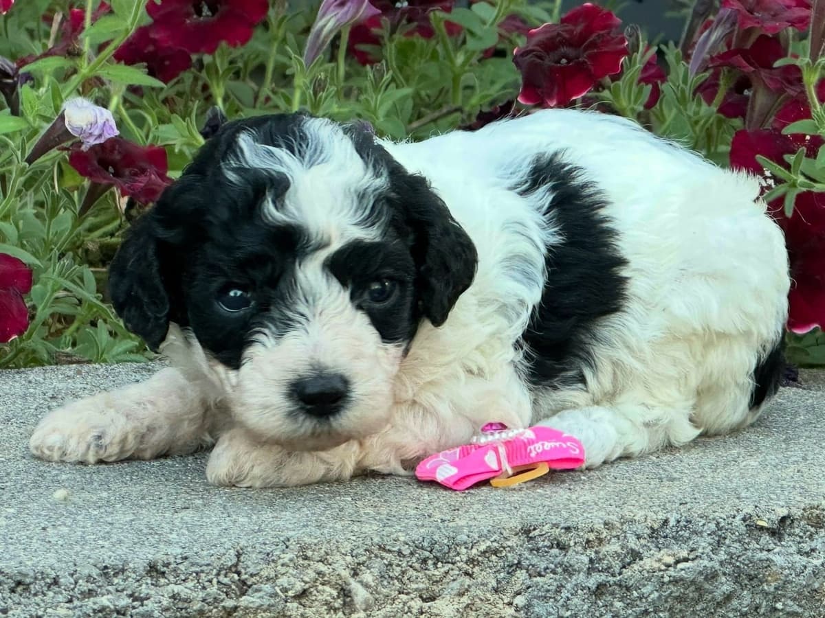 Poodle Puppies AKC Miniature breeder image 5
