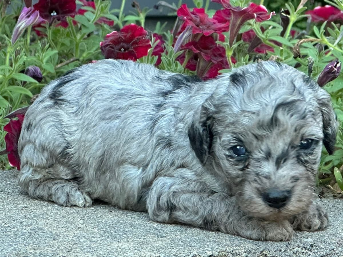Poodle Puppies AKC Miniature breeder image 6