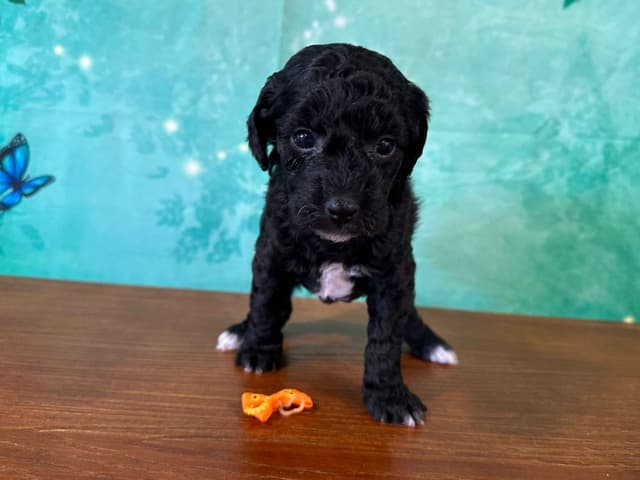 Poodle Puppies AKC Miniature media 2