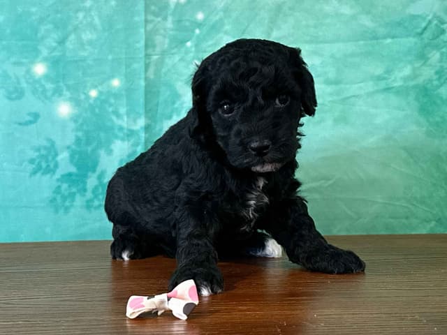 Poodle Puppies AKC Miniature media 3