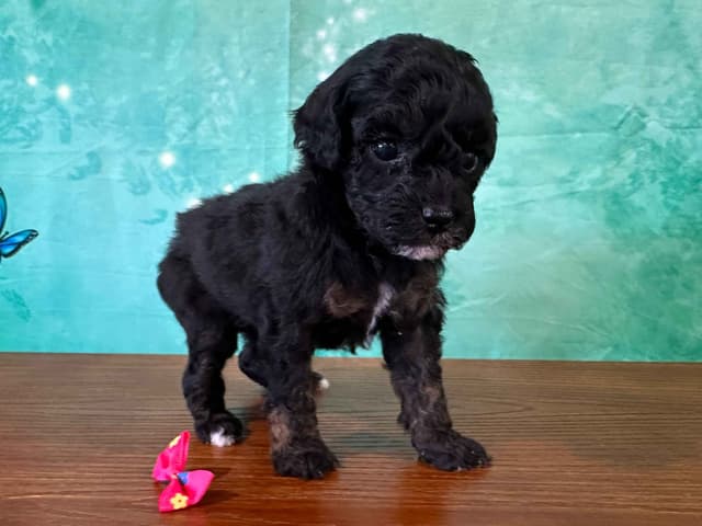 Poodle Puppies AKC Miniature media 4