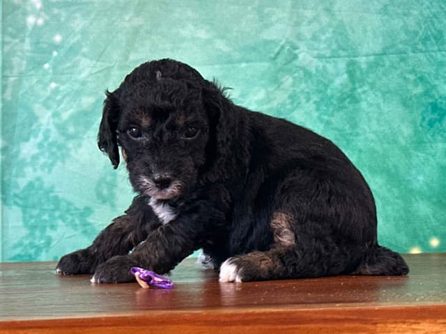 Poodle Puppies AKC Miniature media 5