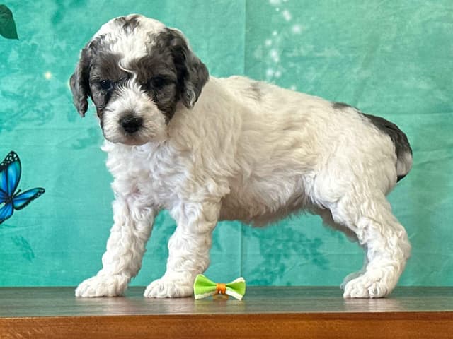 Poodle Puppies AKC Miniature media 6