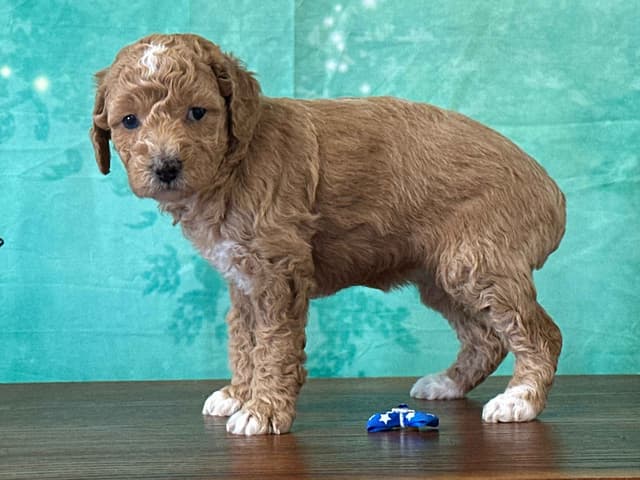 Poodle Puppies AKC Miniature media 7