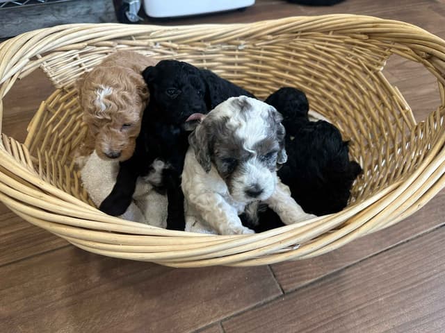 Poodle Puppies AKC Miniature media 9