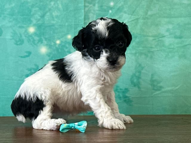 Poodle Puppies AKC Miniature media 8