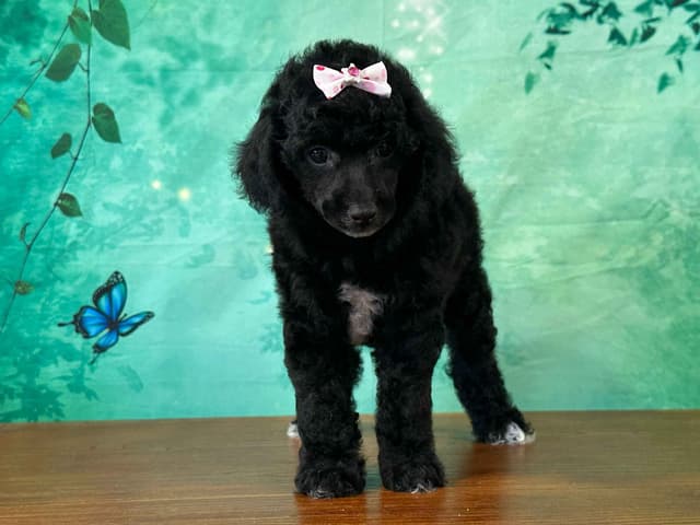 Poodle Puppies AKC Miniature media 10