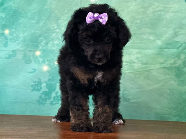 Poodle Puppies AKC Miniature media 11