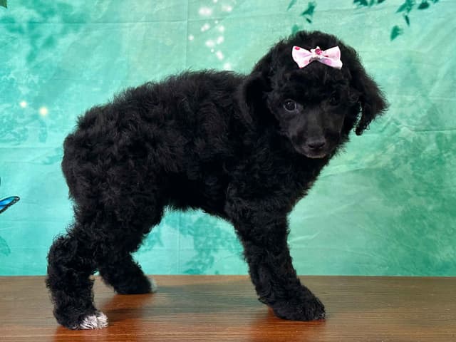Poodle Puppies AKC Miniature media 12