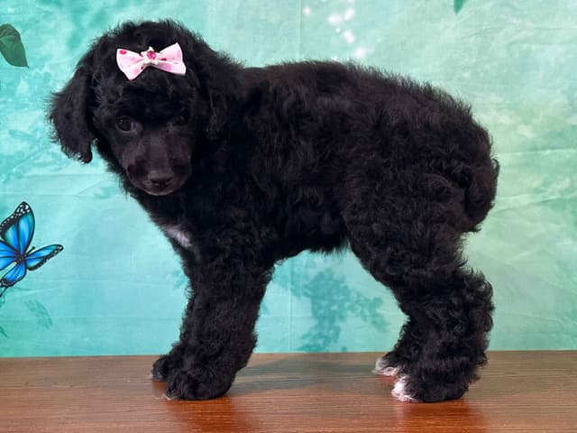 Poodle Puppies AKC Miniature media 13