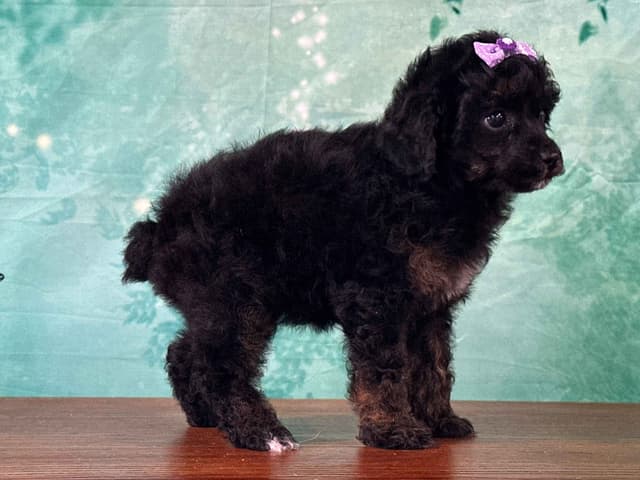 Poodle Puppies AKC Miniature media 14