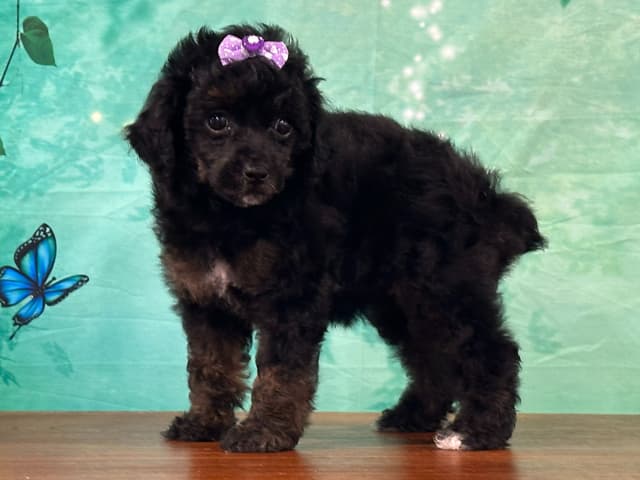 Poodle Puppies AKC Miniature media 15