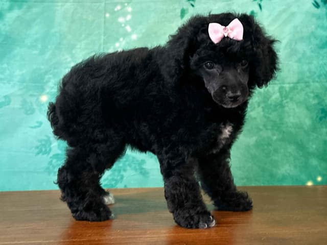 Poodle Puppies AKC Miniature media 16