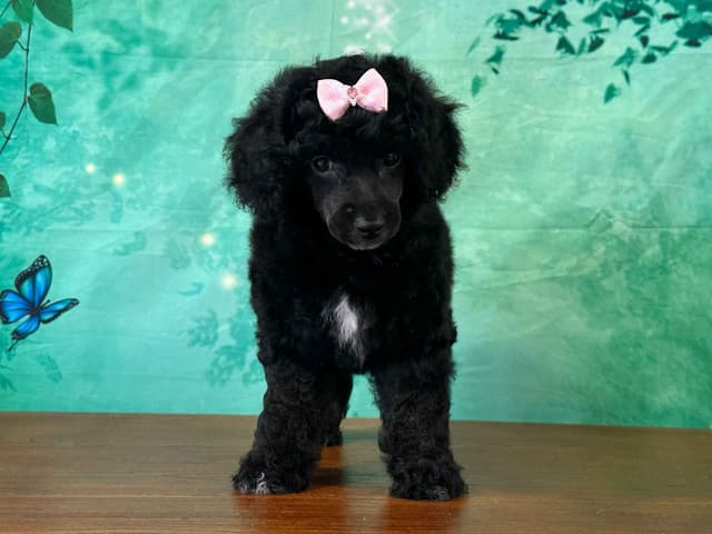 Poodle Puppies AKC Miniature media 17