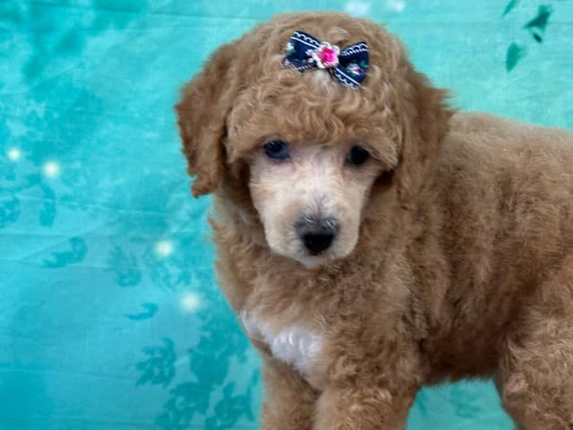 Poodle Puppies AKC Miniature media 18
