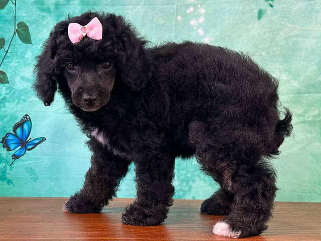 Poodle Puppies AKC Miniature media 20