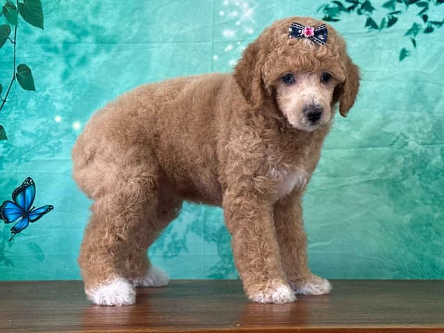 Poodle Puppies AKC Miniature media 21