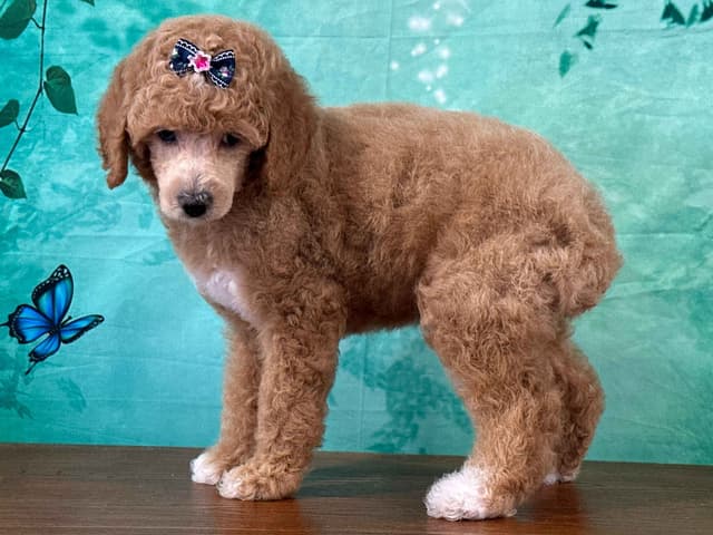 Poodle Puppies AKC Miniature media 19