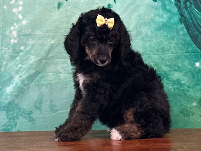 Poodle Puppies AKC Miniature media 22