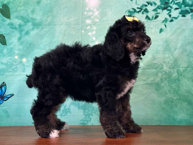 Poodle Puppies AKC Miniature media 23