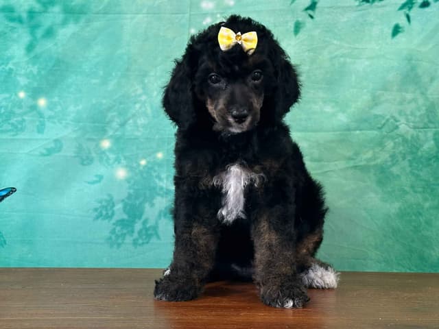 Poodle Puppies AKC Miniature media 24