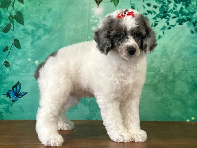 Poodle Puppies AKC Miniature media 25