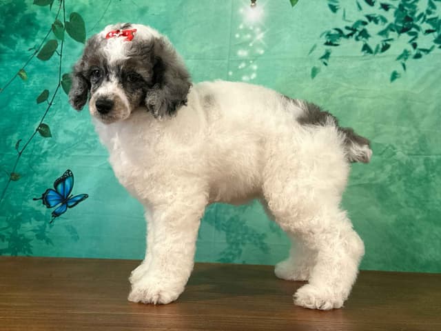 Poodle Puppies AKC Miniature media 27