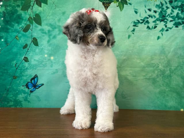 Poodle Puppies AKC Miniature media 26