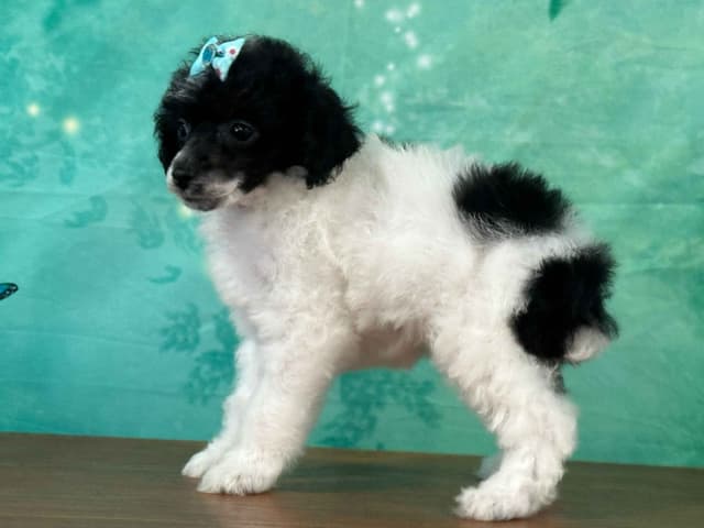 Poodle Puppies AKC Miniature media 28