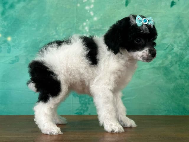 Poodle Puppies AKC Miniature media 29